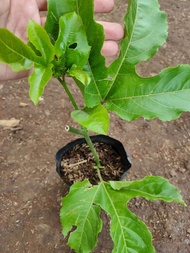 bibit Tanaman buah markisa ungu pohon markisa