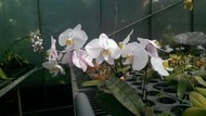 【芃程蘭舍】Phal. philippinensis 菲律賓蝴蝶蘭 精選交配  2.5吋實生苗 缺