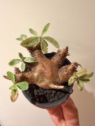 魔界玉約9cm穩根連noh盆