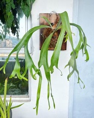 P. Willinckii bali big size