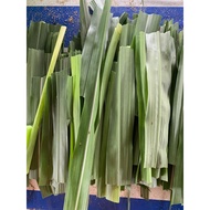 Fresh Napier 新鲜马草 Fresh Grass Guinea Pig荷兰猪 Rabbit兔子