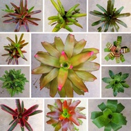 Bromeliad Live Plant, Pokok Bromelied Hidup 积水凤梨 15cm Pot Size