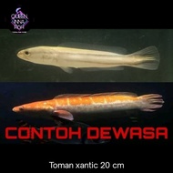 ikan predator Toman xhantic / ikan Toman gold snake head