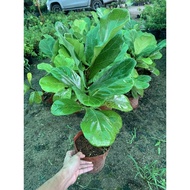 Pokok bunga Ficus lyrata Fiddle leaf Fig (Real live plant)