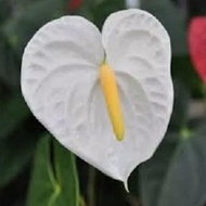 ☆ Bunga Anthurium Putih / Anthurium Putih