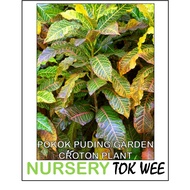 POKOK PUDING/GARDEN CROTON PLANT