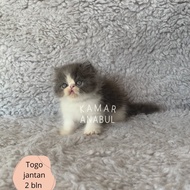 Anak kucing persia putih abu