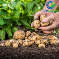 Fish protein (Amino Acid) improves soil, increases nutrient absorption