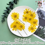 12pcs Yellow Chrysanthemum Dried Pressed Flower Real Flower Expoxy Resin AB Glue DIY Casing Handcraf