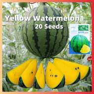 ปลูกง่าย ปลูกได้ทั่วไทย ของแท้ 100% 20pcs เมล็ดพันธุ์แตงโม Yellow Watermelon Seeds  Sweet and Delicious Bonsai Fruit Seed คุณค่าทางโภชนาการที่ดีต่อสุขภาพและสูง เมล็ดพันธุ์ผลไม้ ต้นบอนไซ ไม้ประดับ พันธุ์ไม้ผล ระเบียงชมวิว Plants เมล็ด คุณภาพดี ราคาถูก