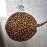 IKAN HIAS PARI AIR TAWAR MOTORO