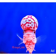 HR-Burayak king kamfa f2 tiger thailand grade vip