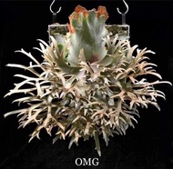 P Willinckii OMG Sporeling 侏儒鹿角蕨