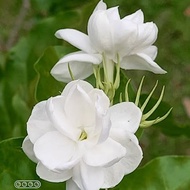 Pokok Bunga Melur Susun Harum Wangi / Melur Rose / Jasminum Sambac Grand Duke Tuscany , bunga puteh