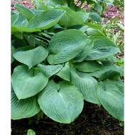 Benih Baru Begonia Kent Hijau Kent Green Seed Premium Hosta Seed - 5 Seed