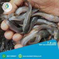 Bibit lele 6-7 cm,sangkuriang dan mutiara