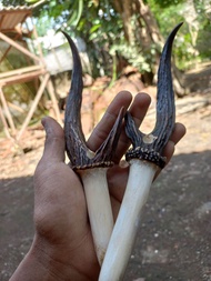 pipa rokok tanduk kijang