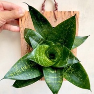 【虎斑虎尾蘭】 交換禮物 植物上板 上板植物 觀葉植物 上板