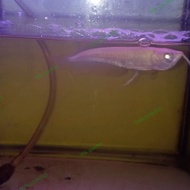 ARWANA BRAZIL ALBINO 13-15CM