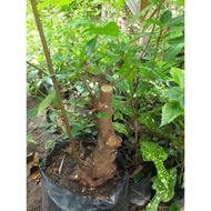 [Best Quality] Bahan Bonsai Loa Vicus Racemosa Karakter Bonggol