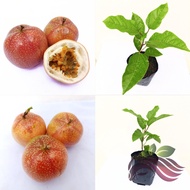 [Fruit Plant] Passion Fruit Plant Indonesia Panama Red Red Passion Fruit Palnt 红皮百香果树 by LS Group
