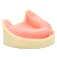 1PCS Dental Model Teeth Implant Practice Model Tooth Dental Implant Model Training Display Dentistry