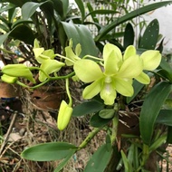 seedling anggrek dendrobium burana Orchid bibit anggrek dendrobium