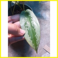 ✗ ✨ ☼ SUPER SALE!!! Different Aglaonema Varieties Indoor Plants all Stable and Live