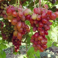 tanaman buah pohon anggur ninel | pohon anggur