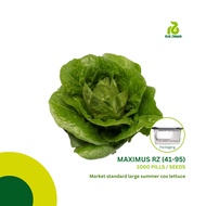 Rijk Zwaan MAXIMUS RZ (41-95) Lettuce Cos Seeds (1000 pills)