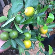 Bibit Tanaman Buah Jeruk Lemon Cui