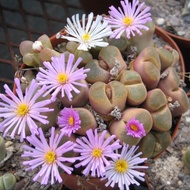 10 เมล็ด โคโนไฟตัม กระบองเพชร ไม้อวบน้ำ กุหลาบหิน แคคตัส Conophytum สายพันธุ์ verrucosum