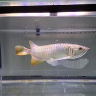 Ikan Arwana Golden Red 45cm