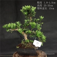 （💕💕精品定制）小叶罗汉松小品原生罗汉松盆景办公盆栽江浙雀舌黑珍珠四季绿植 IHIX