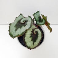 Begonia Keong ( Begonia Escargot )