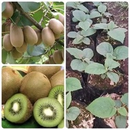 Bibit kiwi Hasil okulasi cepat berbuah