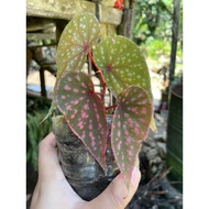 Begonia Polkadot Rare
