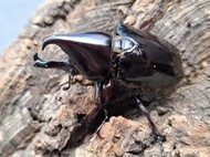 (可動模型)  Xylotrupes gideon beceri.黑金剛姬兜蟲53*all size