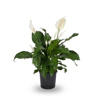 Peace lily / Bunga lily