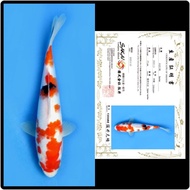 ikan koi import Sanke sakai koi farm [GT07]