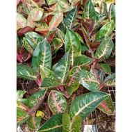 ADELIA - Tanaman Hias Aglaonema Aglonema