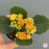 กุหลาบหินดอกซ้อน Kalanchoe blossfeldiana ไม้อวบน้ำ กุหลาบหิน cactus&amp;succulent