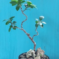 bonsai beringin kompakta