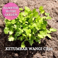 HSK [5gram] CORIANDER LEAVES SEED CR23 WANGI | CILANTRO SEED| BIJI BENIH KETUMBAR | BIJI BENIH SAYUR