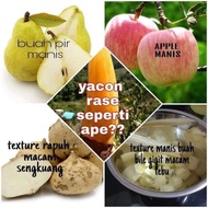 UBI YACON CAMERON HIGHLAND(KING OF UNDERGROUND) GROUND APPLE