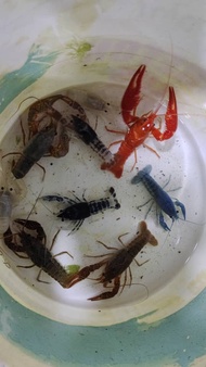 Ghost Crayfish Lobsters 5cm+- live pet live lobster