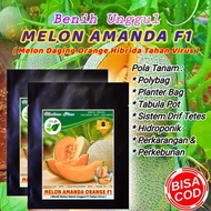 Murah Benih Melon Manis Amanda Orange F1