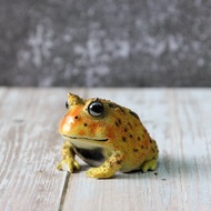 日本Magnets超有趣文具 收納鐘角蛙青蛙擬真迴紋針座(黃色)