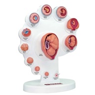 ⭐Fetus Growth Process Model Fetal Model The Fetus Uterine Embryo Development Model Medical Teaching 