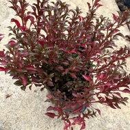 🌱Alternanthera Pokok Hidup Live plant Hiasan Garden Outdoor Tahan Panas